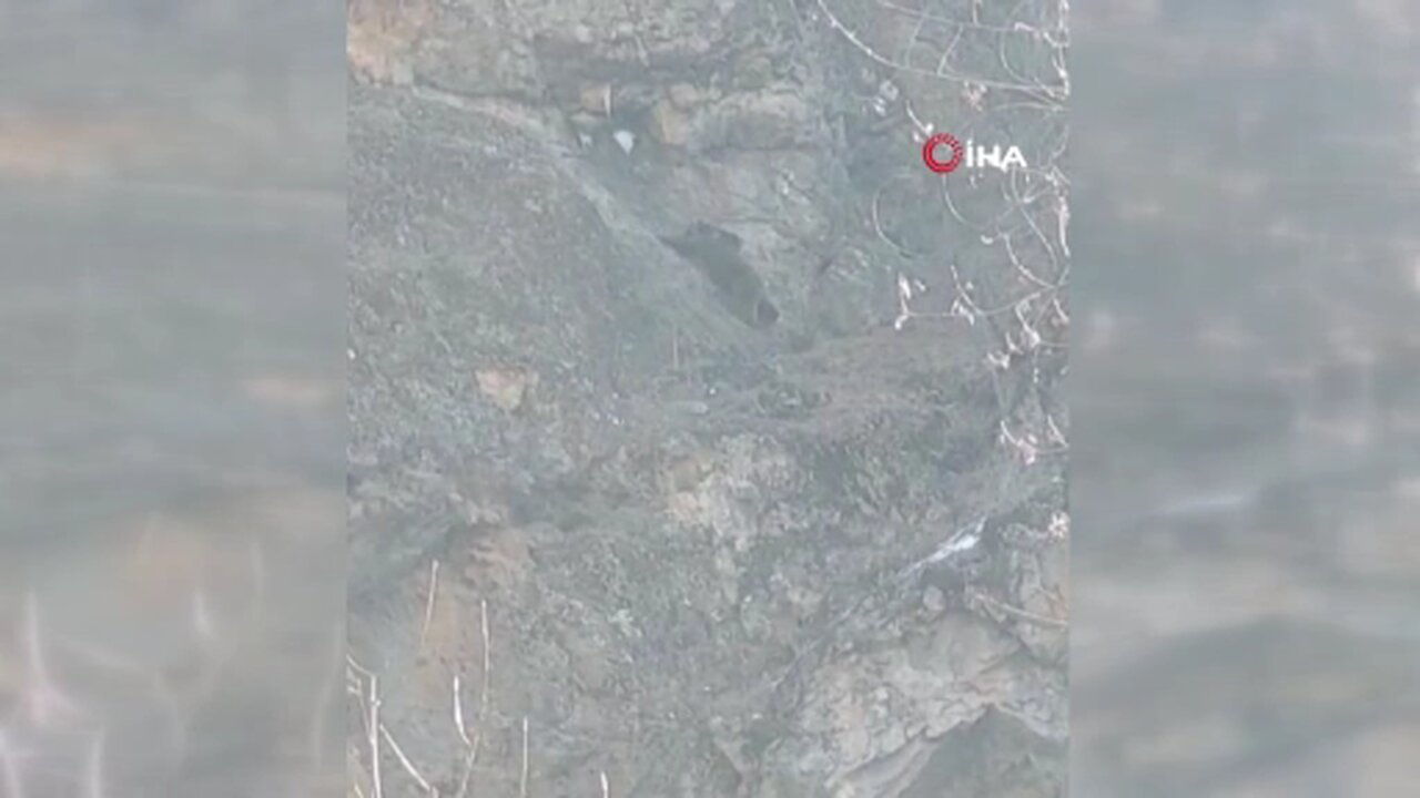 Sarp kayalıktaki leşe ulaşmak isteyen ayının olağanüstü çabası