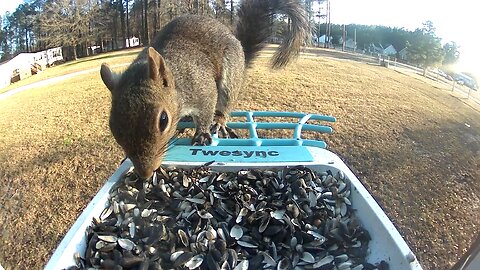 Bird cam says this is a mourning dove. I don't think that is accurate