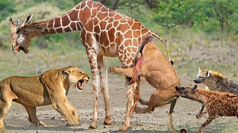 Mother Giraffe Heroically Defends Her Baby from a Lion Attack | Heart-Stopping Animal Drama