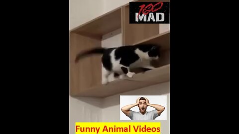 Funny animals