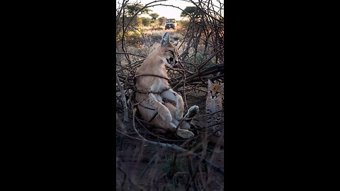 The Hopeful Rescue Of a Mother Caracal Trapped in Vines.