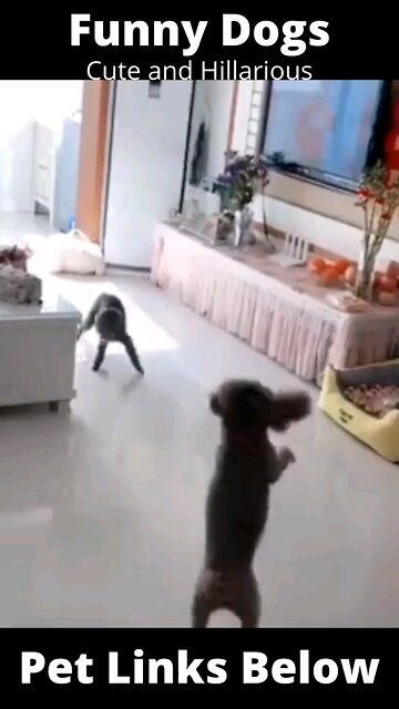 Funny and Cruel Dogs - Try Not to Laugh