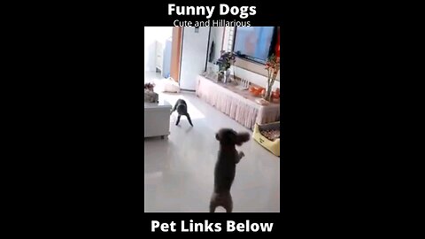 Funny and Cruel Dogs - Try Not to Laugh