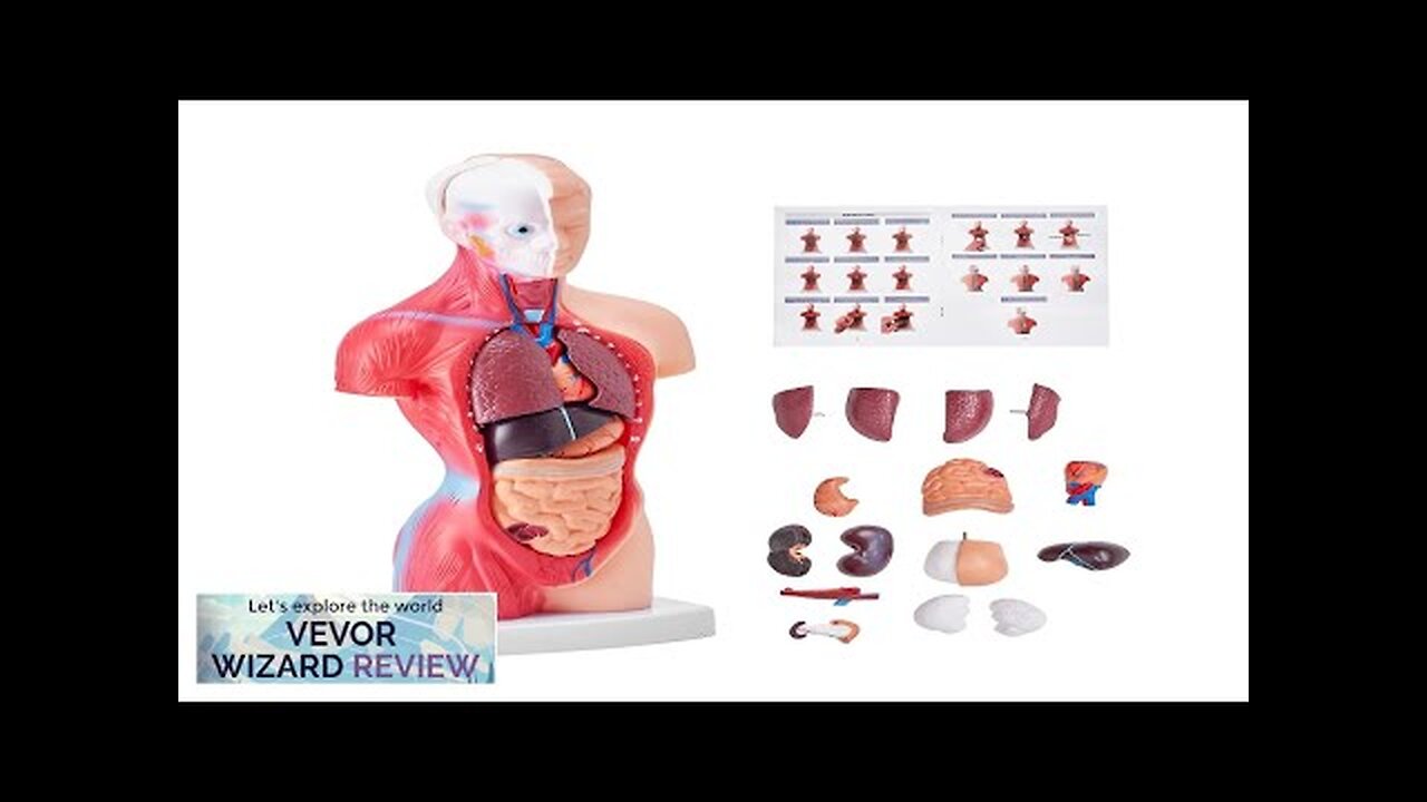 VEVOR Human Body Model 15 Parts 11 inch Human Torso Anatomy Model Review