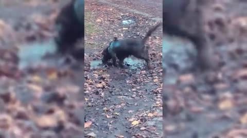 The Cutest and Funniest Animal Compilation Ever