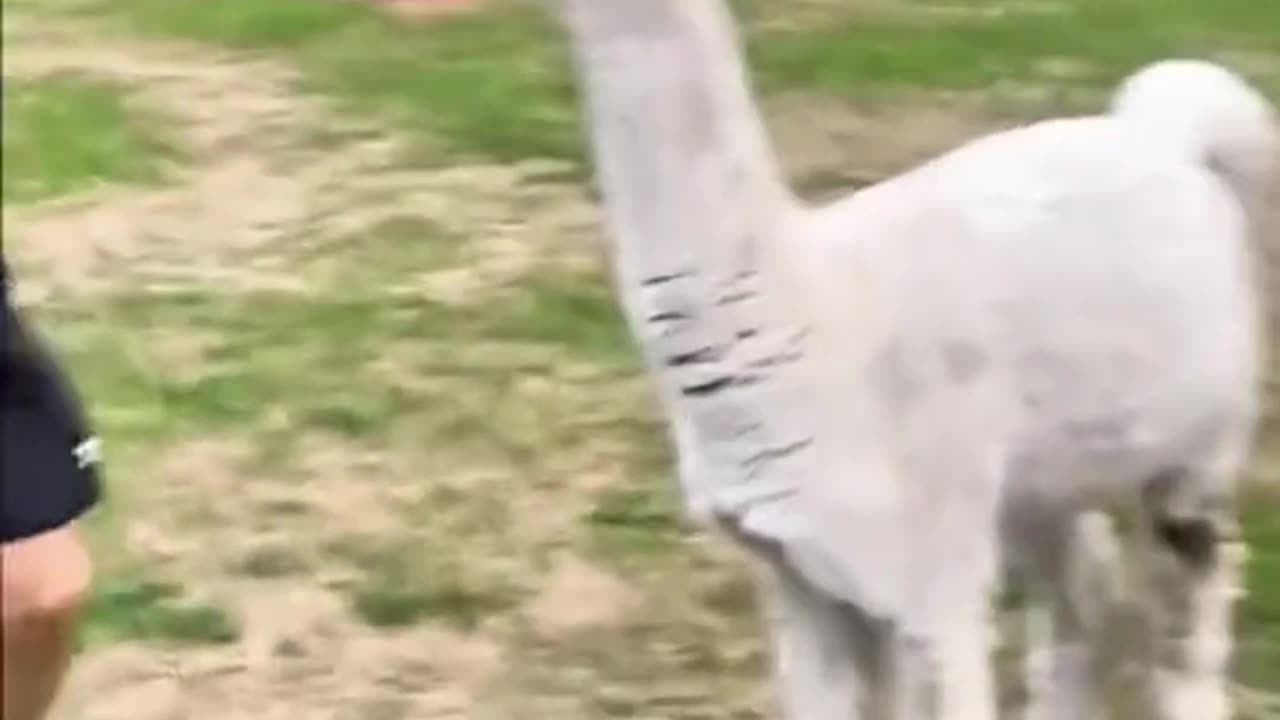 Alpaca's