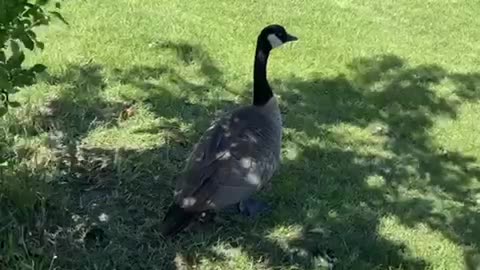 #Shorts Shady #goose being in the #shade 🤪 #birds #geese #canadagoose #canadageese #bird #birdslover