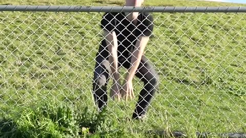 How animals go over a fence