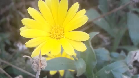Yellow Calendula