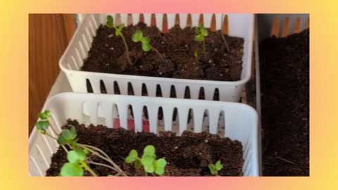 Plant updates - spring is springing