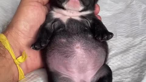 Her Big Belly