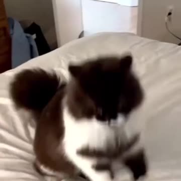 Is this the way cats walk🐈 # cats #pats