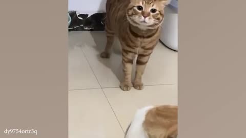 Funniest Cats And Dogs Competition 🤣