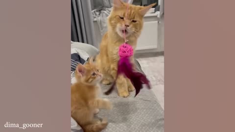 The Most dramatic cats moments ever! 😂