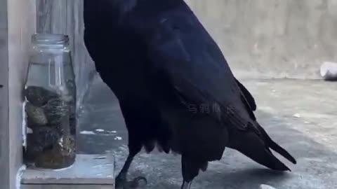 Causal understanding of water displacement by a Raven