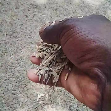 How to harvest rice, a major agricultural crop in Sri Lanka, in rural areas.