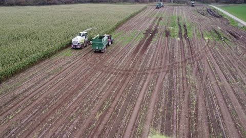 Maize harvestng