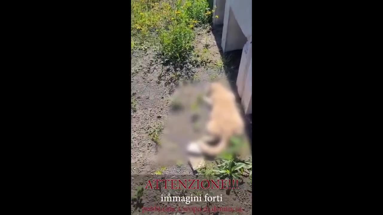 Napoli - ANIMALI. MORTI 7 GATTI COLONIA DI TORRE DEL GRECO, DUBBIO AVVELENAMENTO (06.03.25)