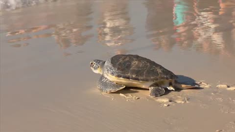 Two sea turtles released on Inlet Beach