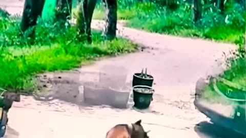 CAT ATTACKS A DOG AND THE DOG RESPONDS WITH VIOLENCE BY SHAKING IT MERCILESSLY