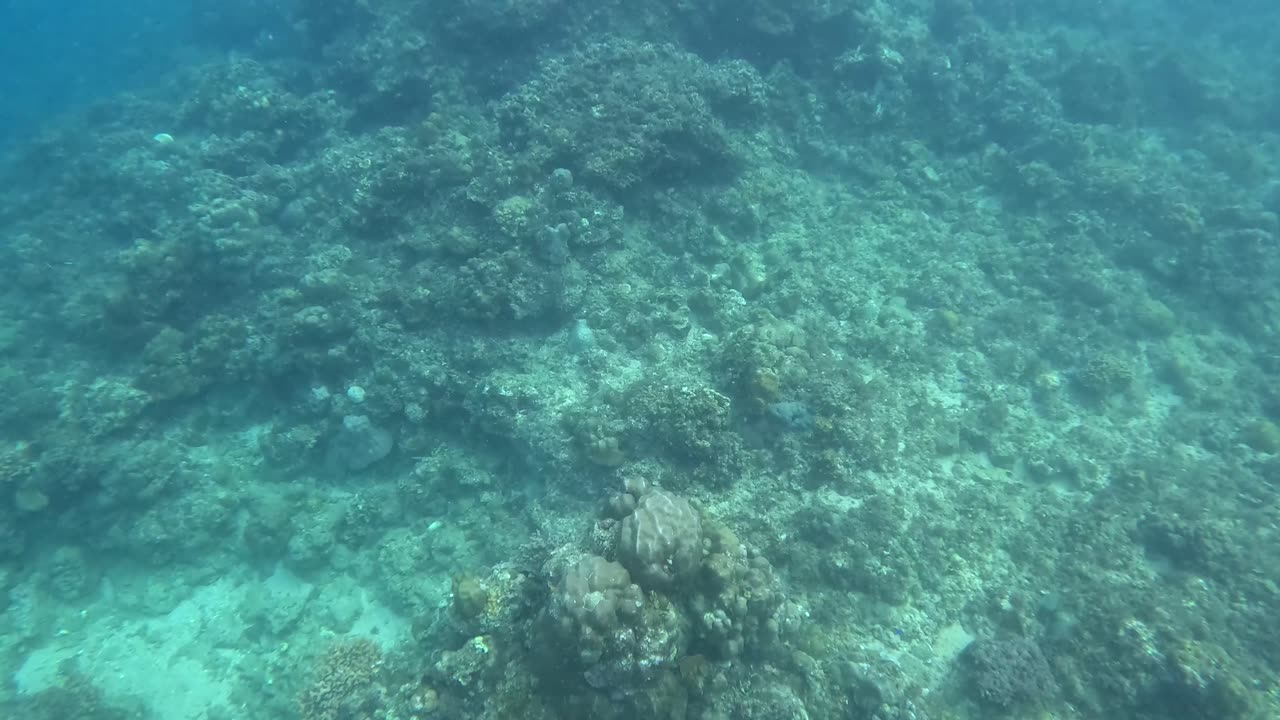 Snorkeling Views: A Window into the Underwater World