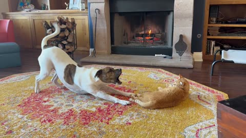 Dog entices cat to play.