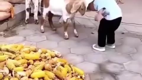 Animal funny videos😂😂😂