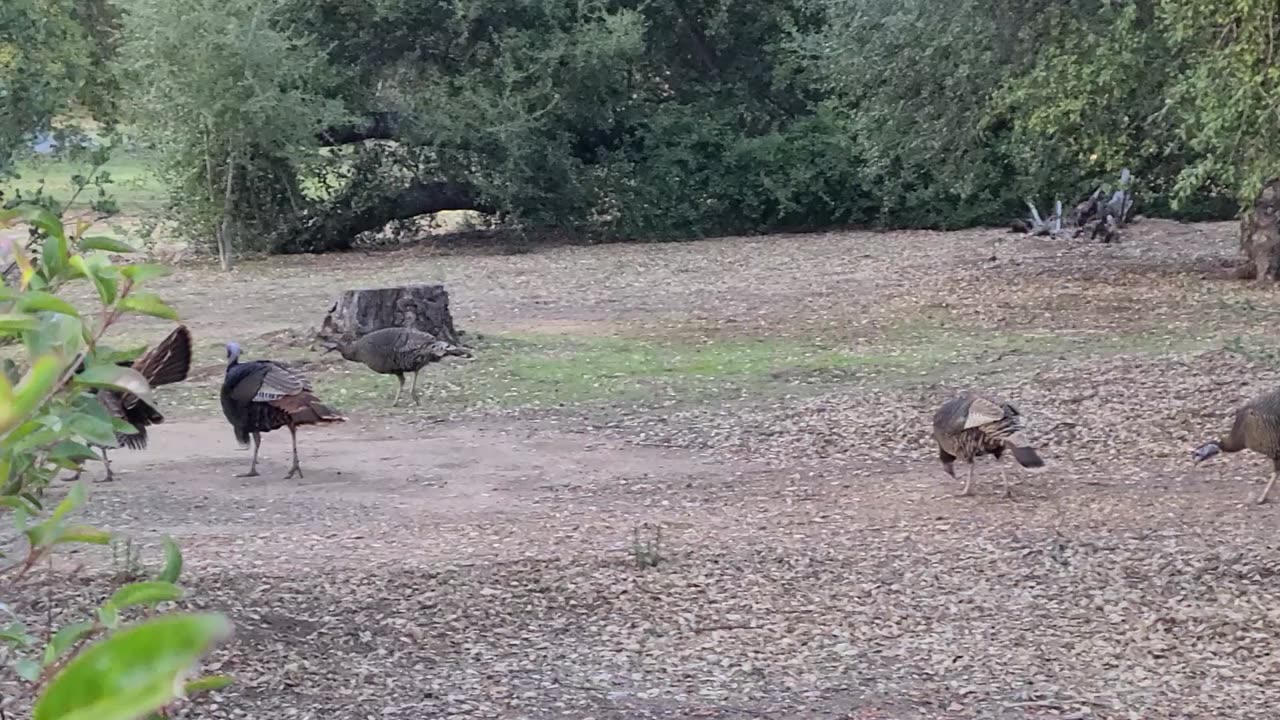 Turkeys - 1