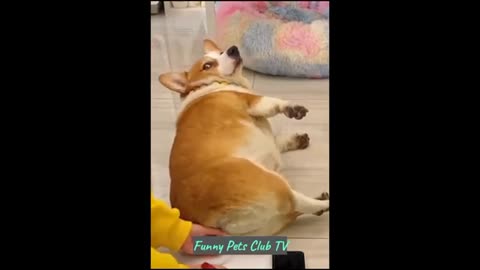 Funniest Animals 😄 New Funny Cats and Dogs Videos 2024 😹🐶 Try not to laugh 🤣🤣