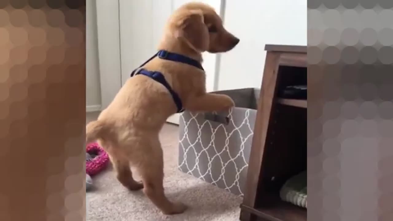 Funniest & Cutest Golden Retriever Puppies Funny Puppy Videos