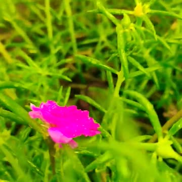 Its a rainy natural beauty......