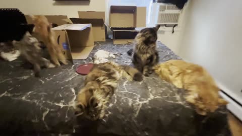 8 Maine Coon Cats - Failed Box Party