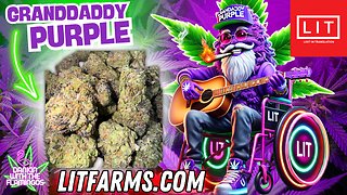 Rockin and Rollin with Granddaddy Purple from LIT Farms! Dankin with the Flamingos Review!!