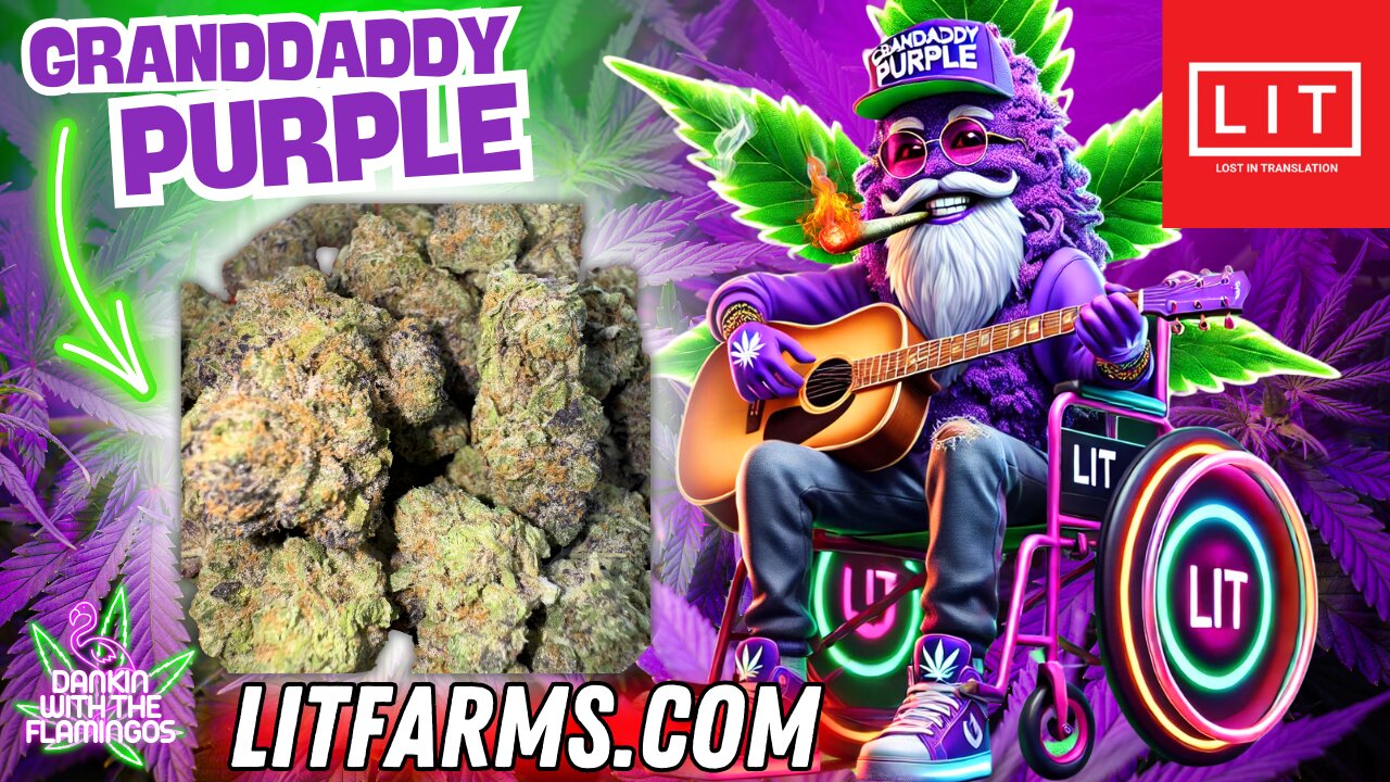 Rockin and Rollin with Granddaddy Purple from LIT Farms! Dankin with the Flamingos Review!!