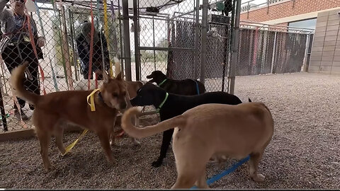 Amazing dogs 🐶 trending video