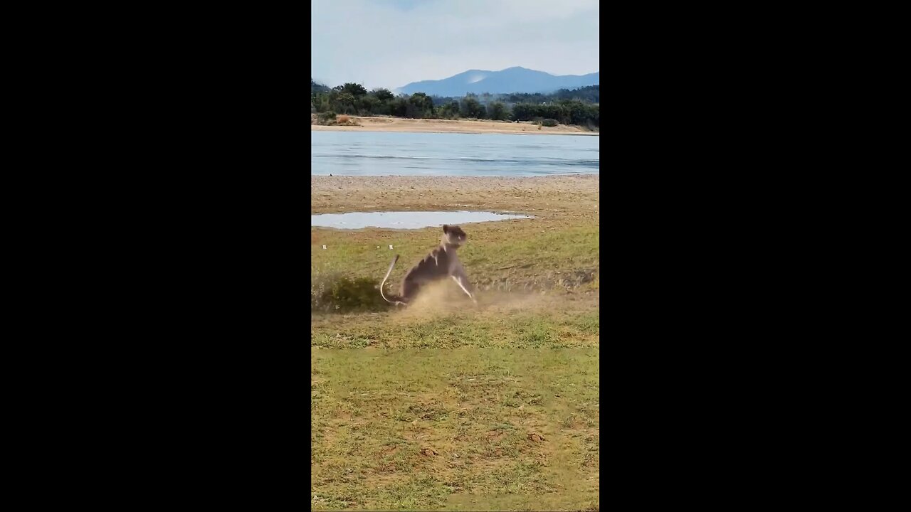 #giraffe #lionvsgiraffe #giraffevslion #lionattackandeatgiraffewithbaby #giraffeandlions #lion