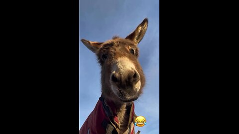 This donkey doesn’t just look… he reacts! 😂🔥