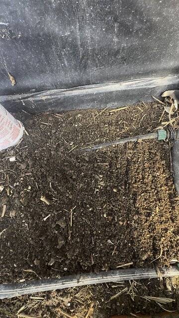 Planting microgreens