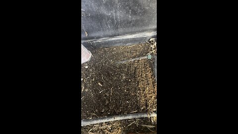 Planting microgreens