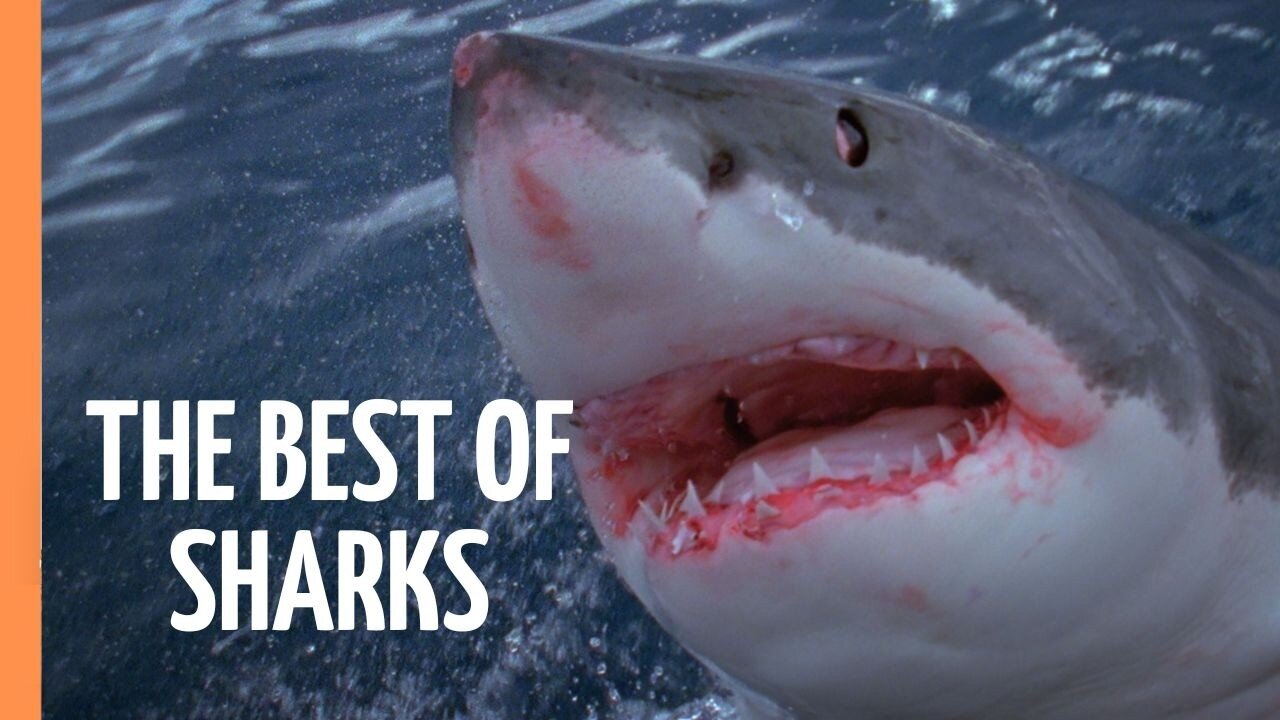 The Best of Sharks _ Full Documentary