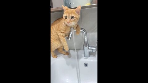 cat playing with water