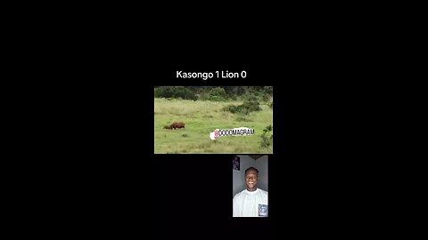 Kasongo😍😂The new king of the jungle #warthog #kasongo #viral #viral