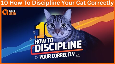 10 How To Discipline Your Cat Correctly