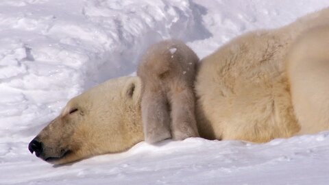 Birth on the Snow