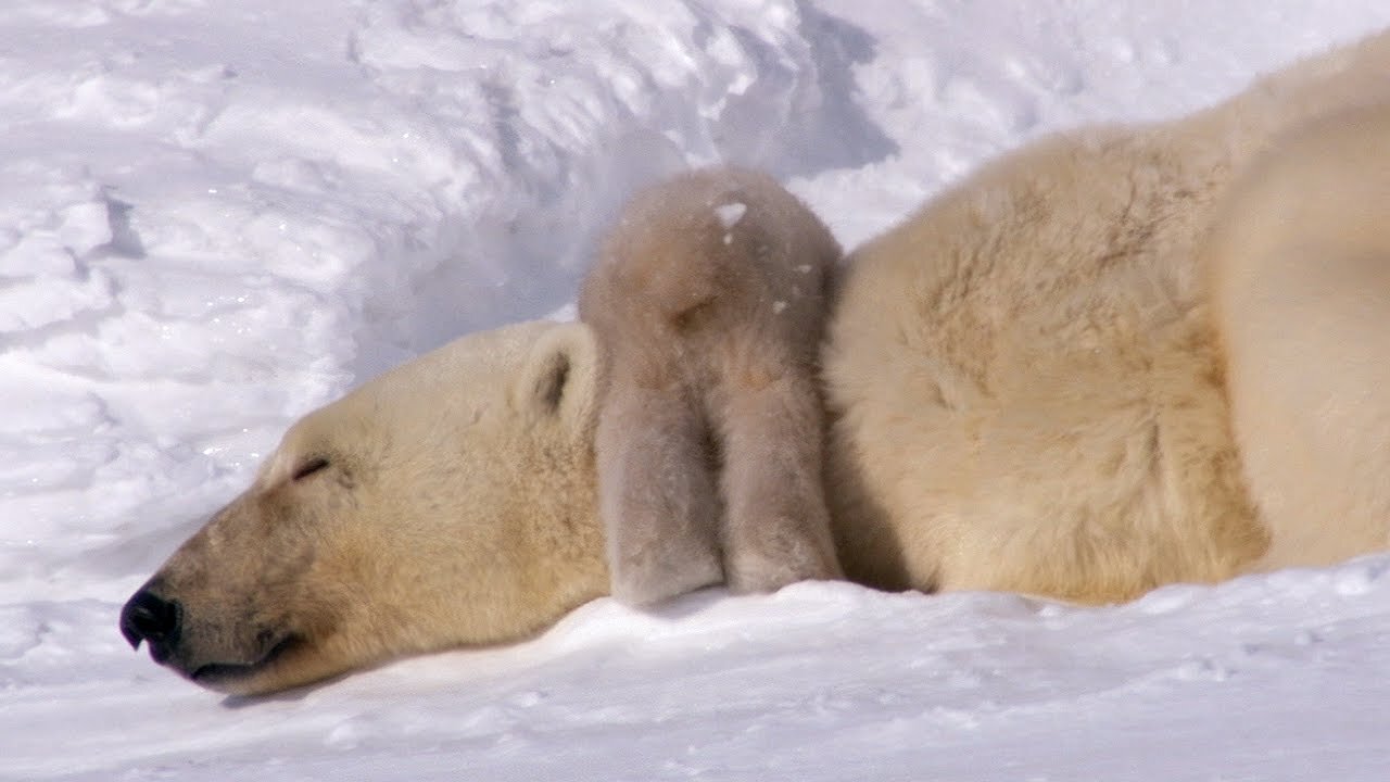 Birth on the Snow