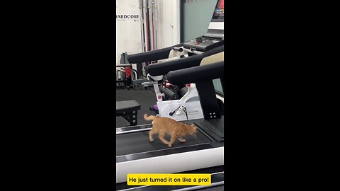 Gym Cat’s Treadmill Adventure! #kitty #cat