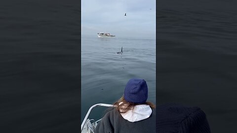 Wild orca TALKING to girl on a boat in Monterey Bay!