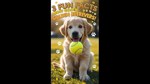 3 Fun Facts About Golden Retrievers You Didn’t Know! 🐾