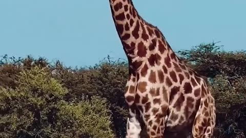 Zebra and Giraffe