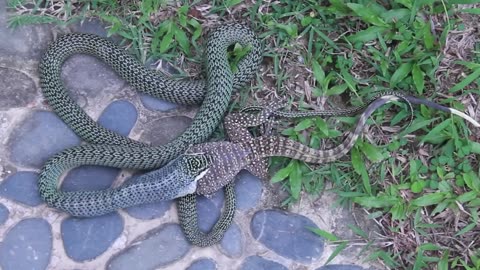 🐍 Golden Tree Snake Eating Monitor Lizard After Falling Out of Tree! by Dinacon 🌿⚠️